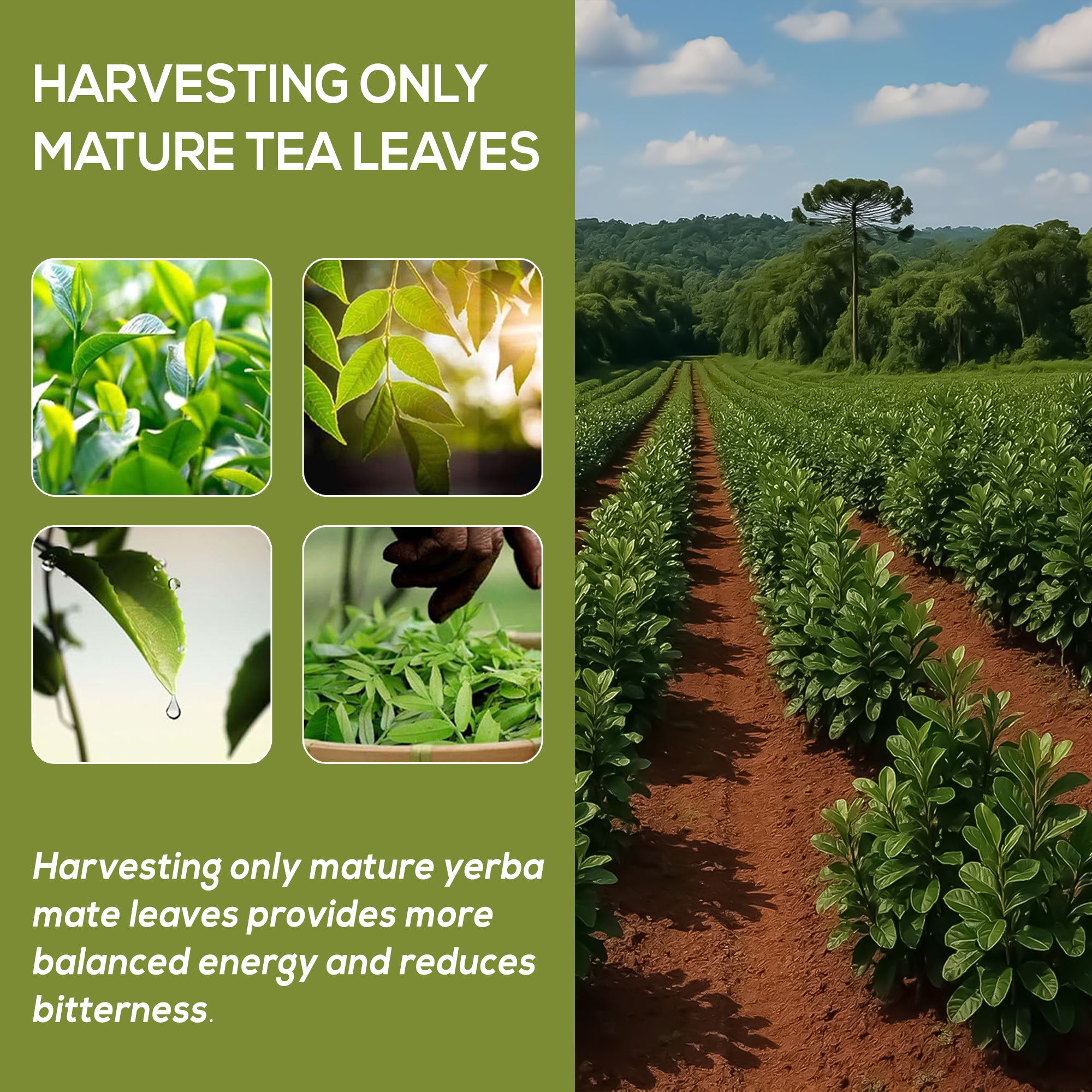 HARMONIFY Yerba Mate Leaf Extract – 375mg, 60 Capsules – Natural Energy Booster, Mental Clarity & Metabolism Support – Caffeine-Rich Herbal Supplement