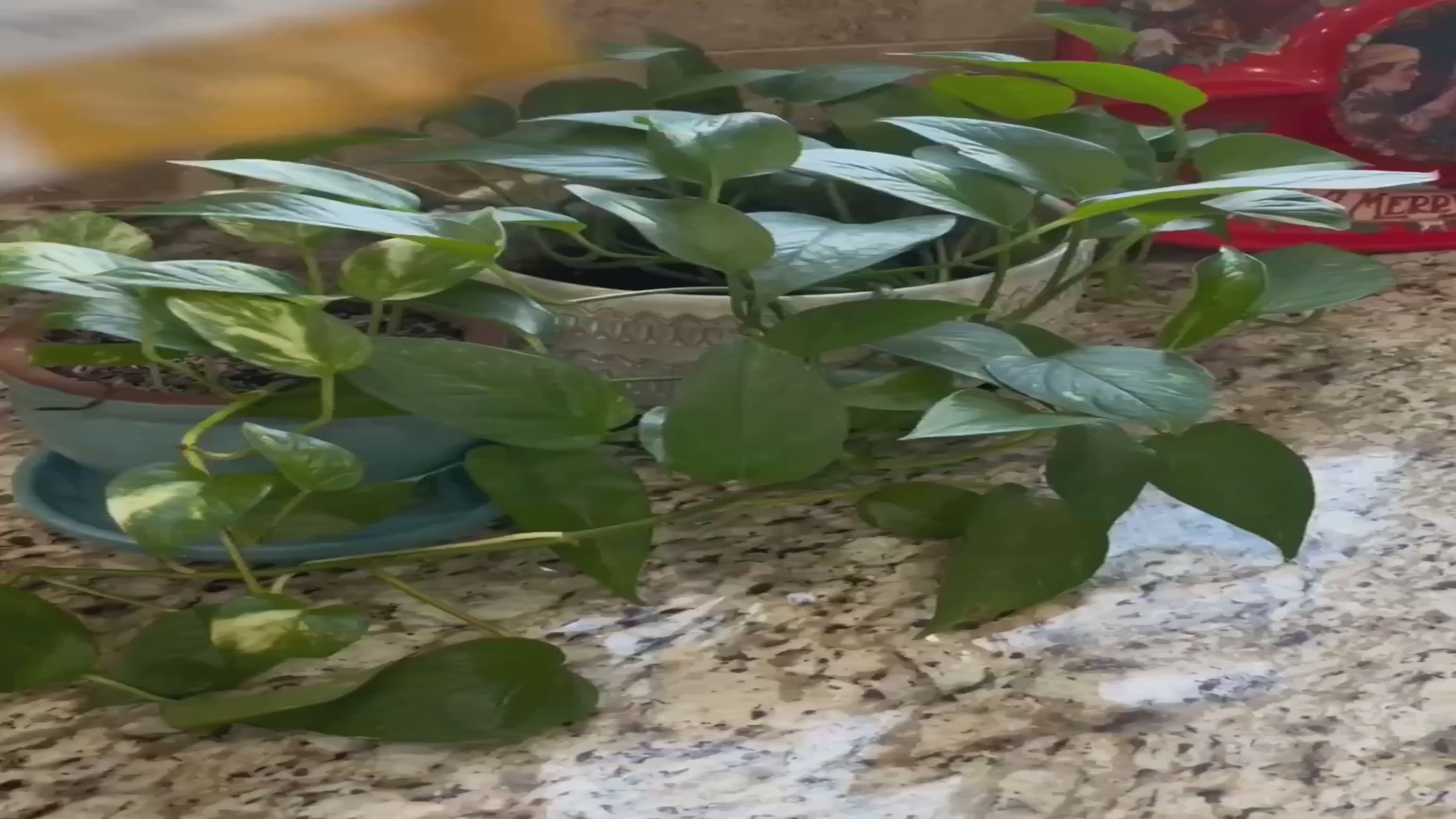 HARMONIFY Weight Loss Shakes for Women with Vanilla Flavor, Keto & Fat Burner, 16,9 Oz